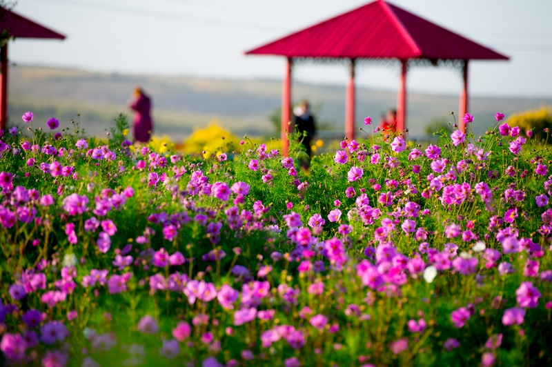 新民俗助力乡村文化振兴(图1)