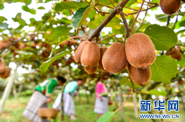塑造乡村旅游新风貌(图1)